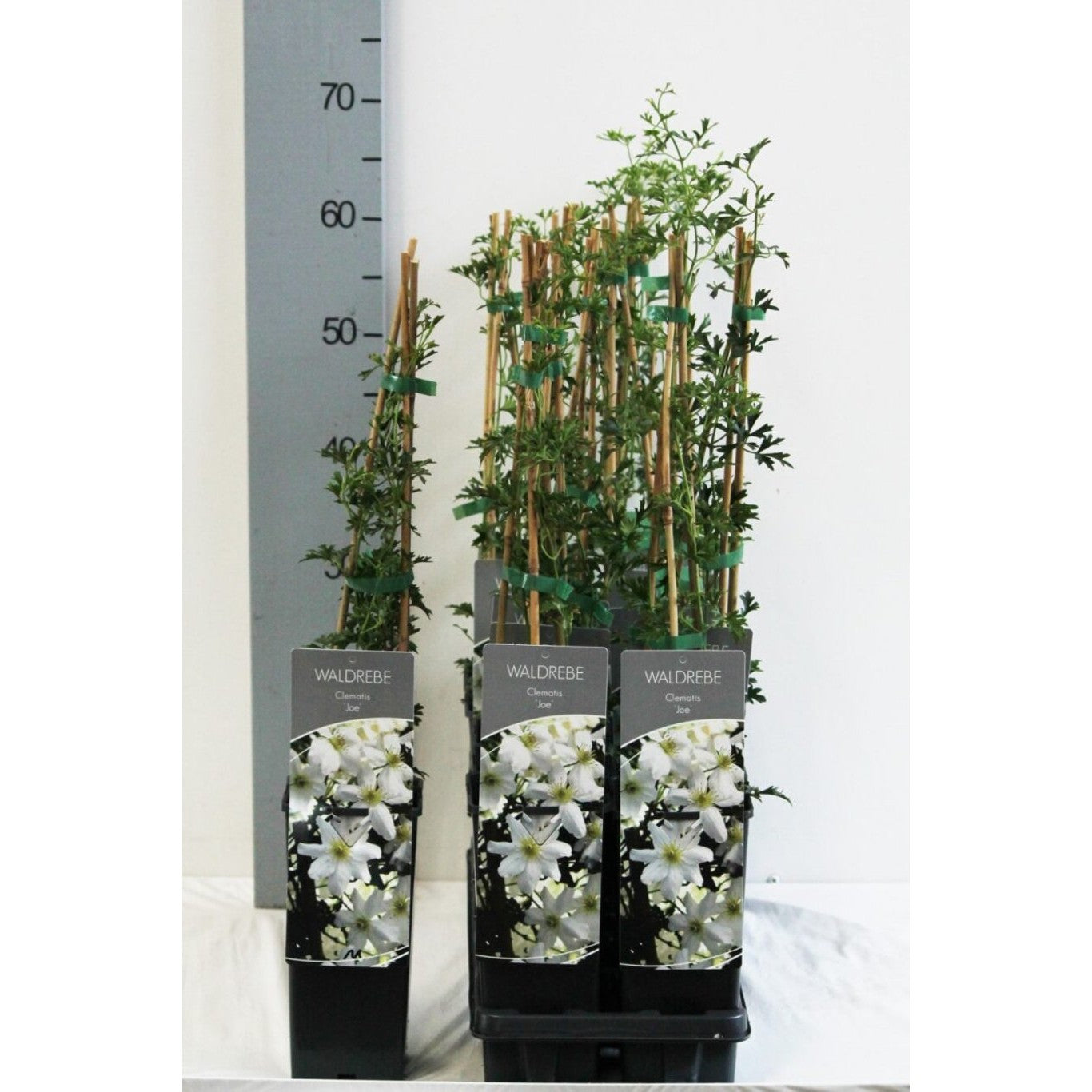 Klematis – Clematis 'Joe' - C2 50-60 CM 3 Stick